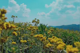 荒地里的一片小黄花，用手机怎么拍？请看视频分享！#手机摄影