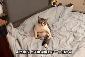 被退养的癫痫小猫现在的状况#流浪猫救助 #关爱流浪动物视频封面