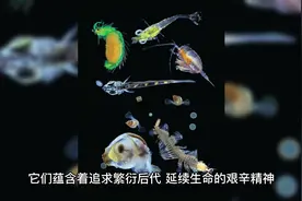 为什么有些鱼要从大海沿着长江逆江而上去产卵，而不在海里繁殖。