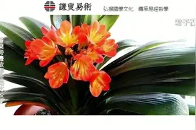 在餐桌周围放这些花，旺财又旺运，很灵验的呦！#花的世界很美视频封面