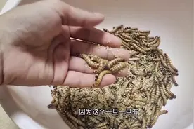 #大麦虫 记住，用这个方法大大提高存活率#画眉鸟 #养鸟 #鸟虫视频封面