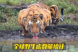 全球老虎分布国野生虎数量统计视频封面