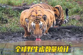 全球老虎分布国野生虎数量统计视频封面