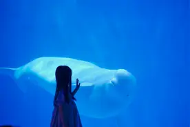 海洋馆拍摄小技巧#蓝色治愈系 #海洋馆 #小雨朵 #摄影视频封面