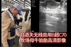 怀孕母牛验胎无线兽用B超牛用B超快速检测母牛怀孕方法步骤图像…视频封面