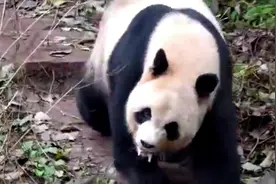 老年大熊猫芦芦患有严重的刻板行为，精神状况很是不好...#熊猫视频封面
