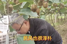 陕西宝鸡。秦岭脚下。眉县黄家村，徐香猕猴桃。#优质农产品