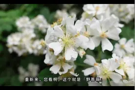 蔷薇到底是什么？
 #蔷薇   #我的养花日常   #植物科普视频封面