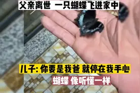 原来梁祝没有骗人！人死后真的可以变成蝴蝶#亲情#感人#催泪#离别