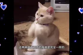 #上热门 妙三多与猫三联的区别是什么？你知道吗？#喜欢点个赞视频封面