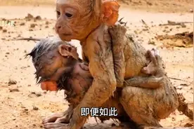 《难兄难弟之膏药猴》#猴子 #动物视频封面
