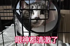放虎归山！😺 #流浪猫救助 #学校里的流浪猫视频封面