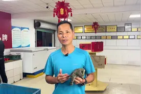 甲鱼内脏能吃吗#农业生活 #农场日记 #甲鱼视频封面