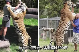 每天认识一种神奇生物--老虎 老虎力量这么大视频封面