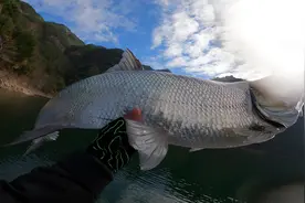 你们见过最大的翘嘴有多大？它到底能长多长？它在野外能活多久？视频封面