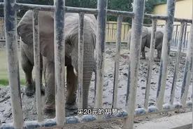 宝鸡人民公园动物园，有你不认识的动物吗视频封面