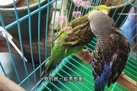 观察虎皮鹦鹉能不能配对成功#手养鹦鹉 #鹦鹉配对 #萌宠视频封面