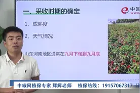 影响辣椒采收时间的重要因素：成熟度、天气情况#辣椒采收视频封面