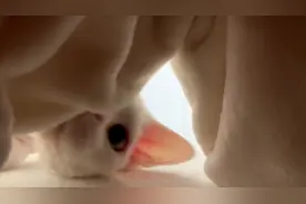 现在你们知道老鼠视角下的猫有多可怕了吧？#万万没想到视频封面