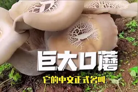 世界上最大的野生食用菌口蘑：巨大口蘑 #抖音自然视频封面