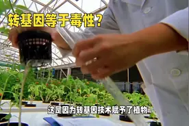 转基因等于毒性？