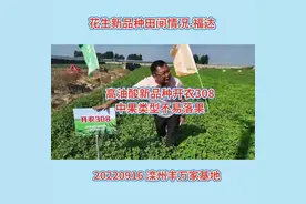 高油酸花生新品种开农308，中果不易落果-河北唐山田间看视频封面