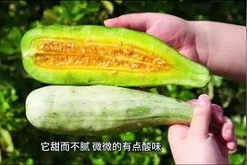 正宗博洋甜瓜和博洋羊角蜜，脆甜多汁！#羊角蜜甜瓜