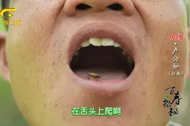 广西这个地方的人居然爱吃臭屁虫，甚至为其“香味”痴迷视频封面