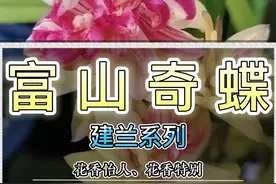 建兰奇花富山奇蝶#兰花 #花卉绿植 #盆栽绿植 #三农视频封面