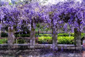 滨江紫藤#紫藤花 #花开时节留住美好 #无人机航拍视频封面