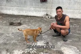 斗兽场小狗捕鼠训练，这次小狗遇上强劲对手，吓得它无从下手视频封面