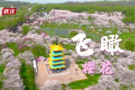 飞阅武汉 | 40秒扑入花海：穿越机视角看最酷的樱花视频封面