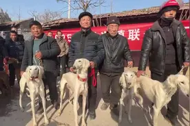 渭南蒲城细狗撵兔 细狗撵兔视频封面