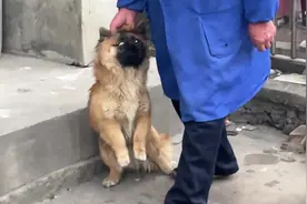 社牛小狗失去自由，它主人买了狗绳，以后都会被拴住！#哈士奇视频封面