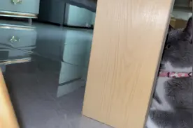 #暗中观察 #肥喵 #记录猫咪日常 可可爱爱没有脑袋😬😬