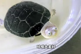 乌龟离水还能活多久？品种不一样，环境需求天差地别#养龟日常