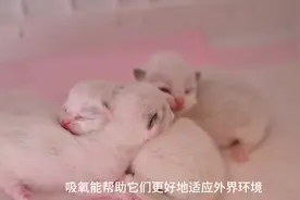 新生小猫的呼吸神器#小奶猫的成长日记 #猫吸氧 #宠物医疗