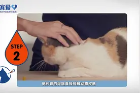 猫咪驱虫药是如何使用的？ 妙宠爱（赛拉菌素沙罗拉纳滴剂）视频封面