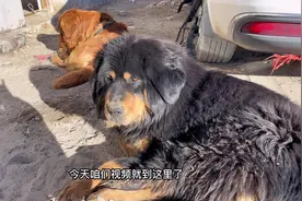 穷游在可可西里无人区又收养了一条流浪犬藏獒#穷游中国 #藏獒视频封面