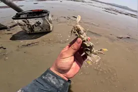 青岛赶海最好的海滩，满地都是皮皮虾，原来赶海这么简单视频封面