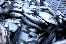 磁县：增殖放流 11万斤鱼苗投放岳城水库 改善水域生态环境视频封面