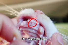 猫上膛的小肉啾啾是啥？什么是费洛蒙呢？#大橘为重 #流浪猫