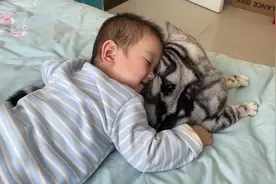 为什么小猫咪对小朋友的容忍度这么高？众所周知，猫咪是上尊老视频封面