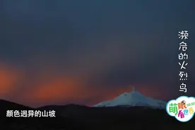 17 一条腿站着睡觉，你试试视频封面