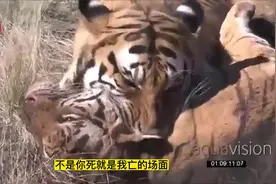 孟加拉虎相互厮杀现场，连同类尸体也不放过#神奇动物在抖音视频封面