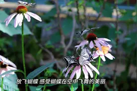 泉子街镇蝴蝶等你来 #吉木萨尔县·泉子街镇蝴蝶谷景区