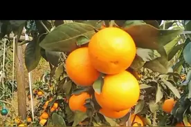 洪山镇金秋红美人采摘园种植的泉水柑已经成熟，11月6日开园视频封面