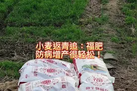 春分前后及时浇施小麦返青肥水甚关重要，选对肥增产是硬道理！视频封面