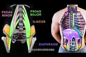 腹部肌肉之歌 ABDOMINAL MUSCLES SONG-
#人体解剖学 #功能解剖
