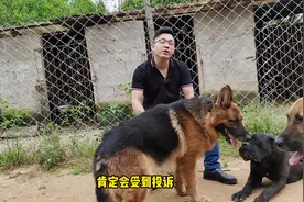 不对劲狗半夜大叫，狗语者老汤出手轻松制服视频封面